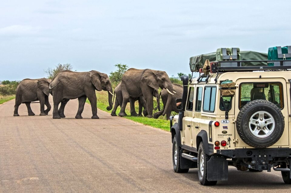 Top Activities to Enjoy on a Luxury African Safari Vacation